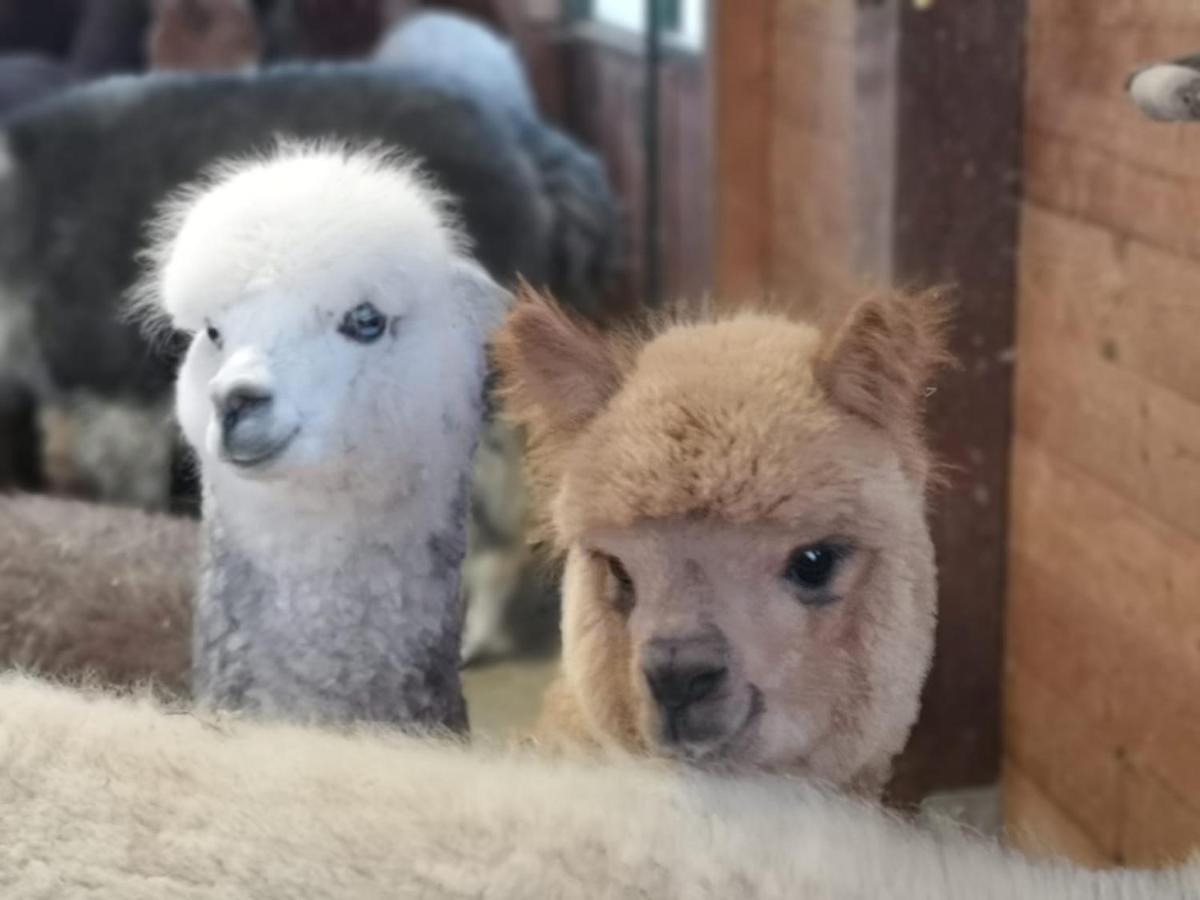 B&B Canossalpaca Exterior foto